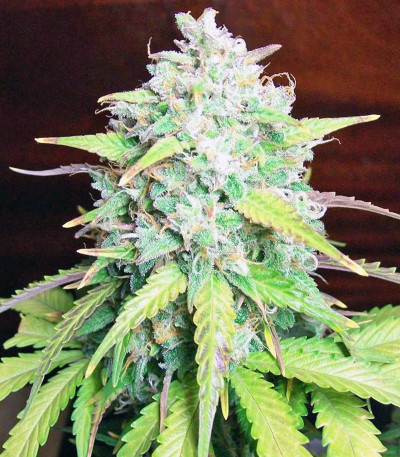 Cream Caramel Auto (Sweet Seeds) семена конопли — изображение 4
