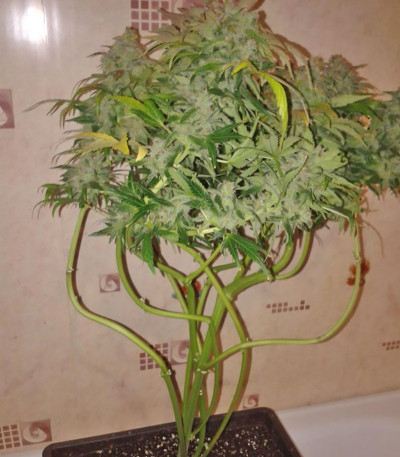 Lowryder auto regular (Doctor’s Choiсe) — изображение 3