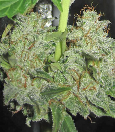 Lowryder auto regular (Doctor’s Choiсe) — изображение 4