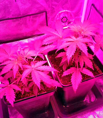 Pakistan Ryder auto fem (World of Seeds) семена конопли — изображение 3