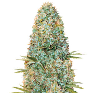 Семена сорта Amnesia Haze fem (Victory Seeds)