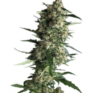 Auto Galaxy fem (Pyramid Seeds) семена конопли