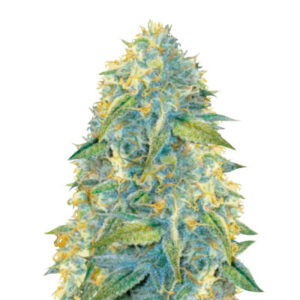 Семена сорта Auto Northern Light fem (Victory Seeds)