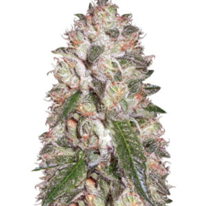 Семена сорта Auto OG Kush fem (Victory Seeds)
