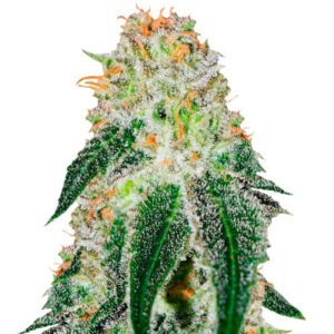 Семена сорта Black Russian fem (Delicious Seeds)