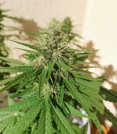 Семена сорта Black Cherry Punch fem (Pyramid Seeds) — изображение 3