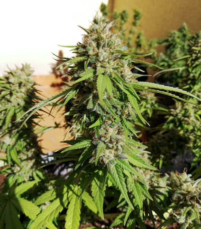 Семена сорта Black Cherry Punch fem (Pyramid Seeds) — изображение 4