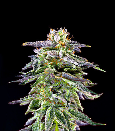 Семена сорта Black Cherry Punch fem (Pyramid Seeds) — изображение 6