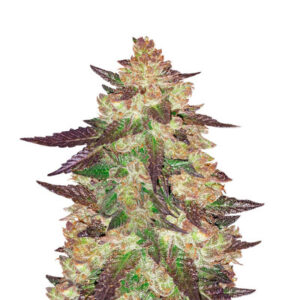 Семена сорта Black Cherry Punch fem (Pyramid Seeds)