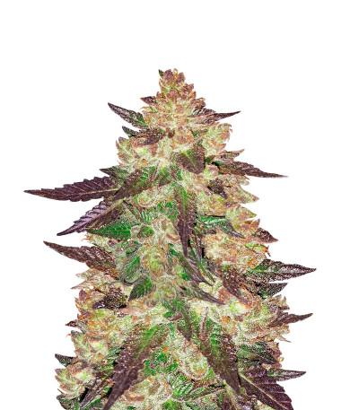 Семена сорта Black Cherry Punch fem (Pyramid Seeds)