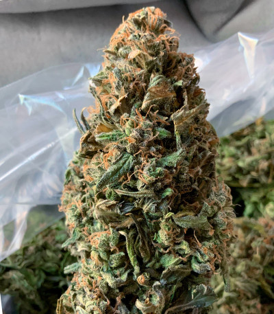 Семена сорта Bruce Banner Auto fem (Monster Genetics) — изображение 6