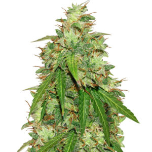 Семена сорта Girl Scout Cookies Auto fem (Original Sensible Seeds)