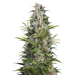 Семена сорта Gorilla Girl (Sweet Seeds)
