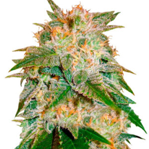 Семена сорта La Bella Afrodita (Delicious Seeds)