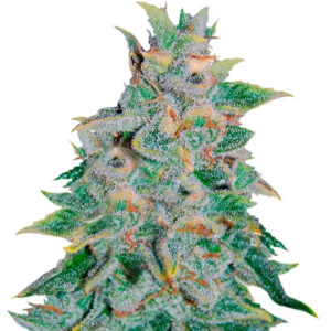 Семена сорта Northern Light Blue Auto fem (Delicious Seeds)