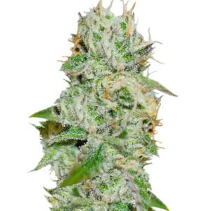 Семена сорта Original Juan Herer (Delicious Seeds)