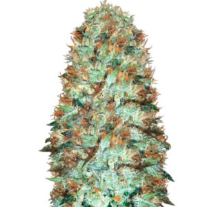Семена сорта Original Limonade Skunk fem (Victory Seeds)