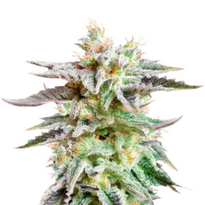 Семена сорта Sugar Black Rose Auto (Delicious Seeds)