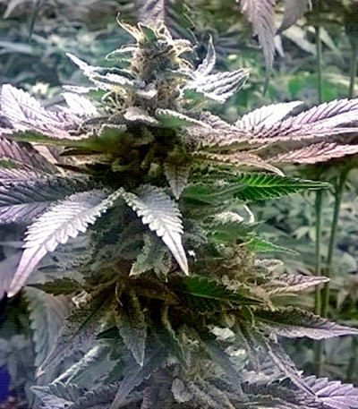 Семена сорта Skunk 47 (World of Seeds) — изображение 3
