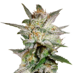 Семена сорта Star 47 fem (World of Seeds Испания)