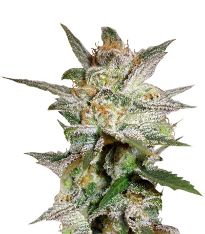 Семена сорта Star 47 fem (World of Seeds Испания)