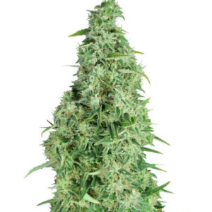 Incredible Bulk Auto fem (Dr. Krippling Seeds) семена конопли