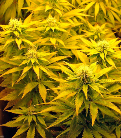 Tutankhamon fem (Pyramid Seeds) семена конопли — изображение 3