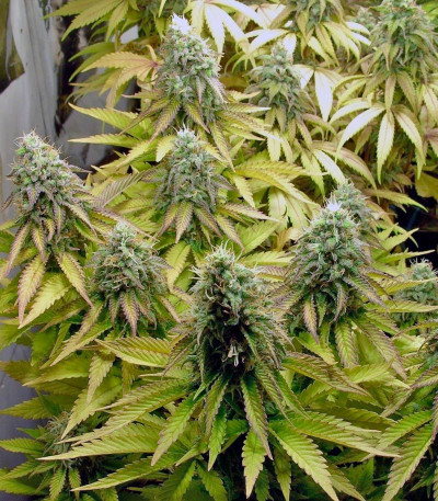 Tutankhamon fem (Pyramid Seeds) семена конопли — изображение 4