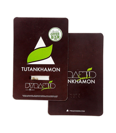 Tutankhamon fem (Pyramid Seeds) семена конопли — изображение 2