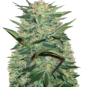 Auto White Widow fem (Victory Seeds)