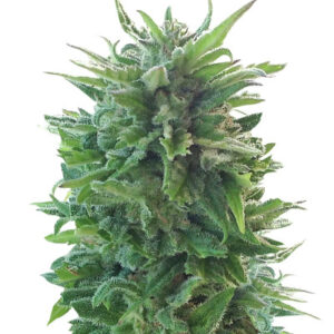 Blueberry Cheese Auto (Blue Cheese Auto) fem (Barney's Farm)