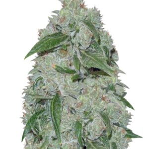 Chronic Ryder auto fem (Doctor’s Choiсe) семена конопли