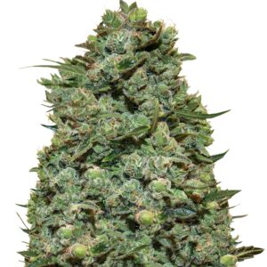 Семена сорта Cookies Kush (Barney's Farm)