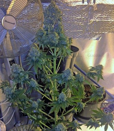 Midnight Mass fem (Heavyweight Seeds) — изображение 2