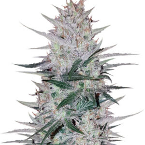 Peyote Cookies fem (Barney's Farm)
