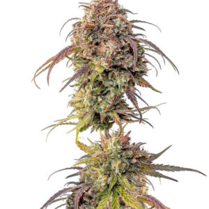 Purple Punch fem (Barney's Farm)