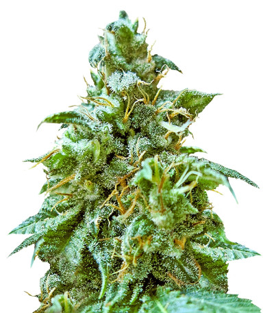 Superb OG fem (Heavyweight Seeds)