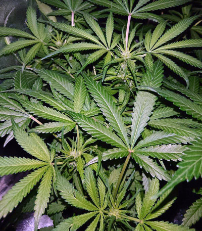 Triple Cheese fem (Barney's Farm) — изображение 4