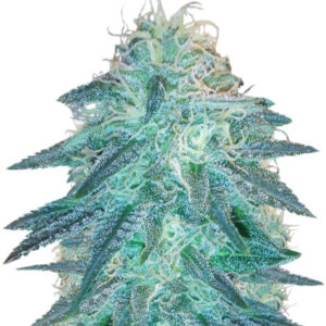 Triple Cheese fem (Barney's Farm)