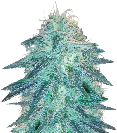 Triple Cheese fem (Barney's Farm)