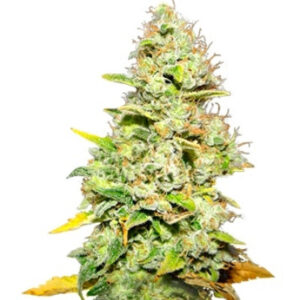 White Widow fem (Medical Seeds) семена конопли