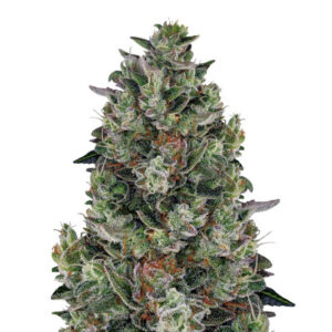 Glookies fem (Barney's Farm)