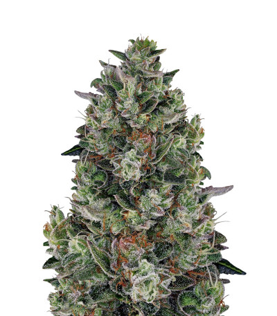 Glookies fem (Barney's Farm)