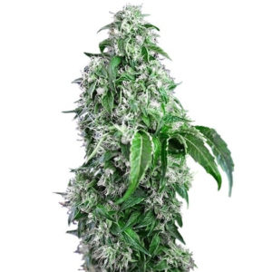 Big Devil F1 Fast Version fem (Sweet Seeds)