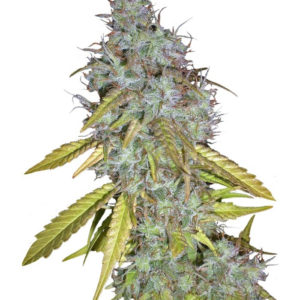 Семена сорта Red Cherry Berry fem (Barney's Farm)