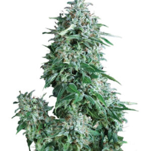 Семена сорта Auto Anubis fem (Pyramid Seeds)