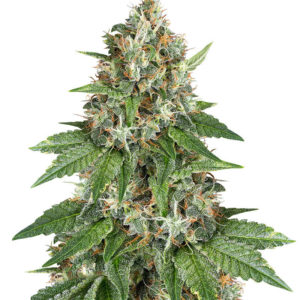 Семена сорта Auto Do-Si-Dos Cookies fem (00 Seeds)
