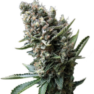 Семена сорта Auto Nefertiti fem (Pyramid Seeds)