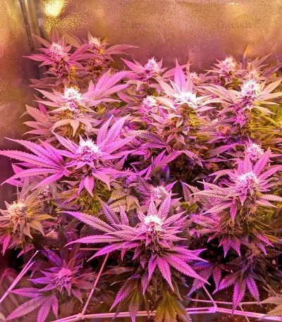 Семена сорта Chocolate Cream fem (00 Seeds) — изображение 3