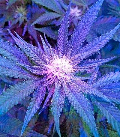 Семена сорта Chocolate Cream fem (00 Seeds) — изображение 2